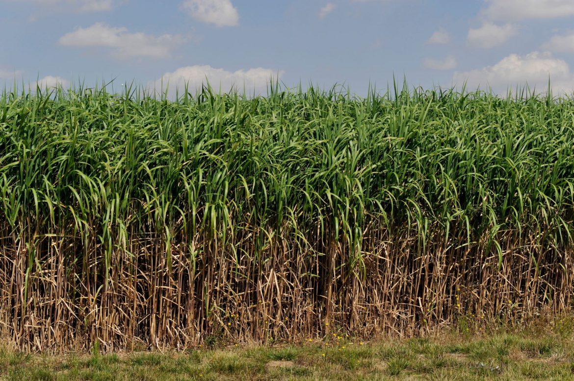 biomass